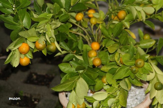 calamondin